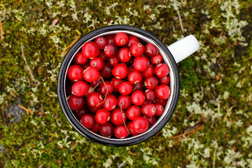 ripe cranberries in a metal mug and autumn leaves on the grass. the concept of the autumn season and harvest