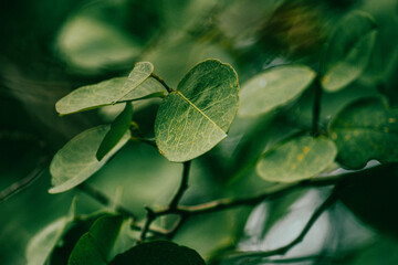 green leaves on the ground