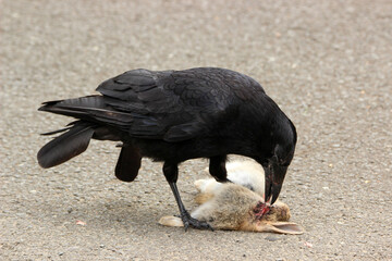 Wall Mural - Rook feeding off a dead rabbit, Scotland, United Kingdom