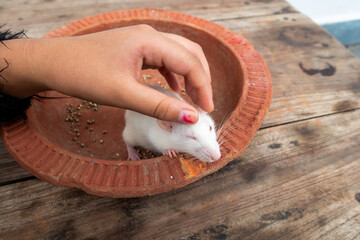 Hand petting a white laboratory mouse (Mus musculus ). Uttarakhand India