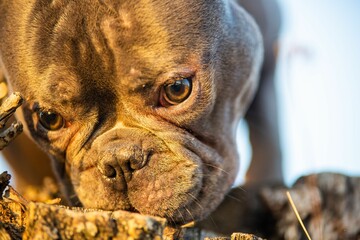 Poster - Closeup on the face of a French Buldog