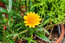 Closeup Shot Of Yellow African Daisy In The Garden