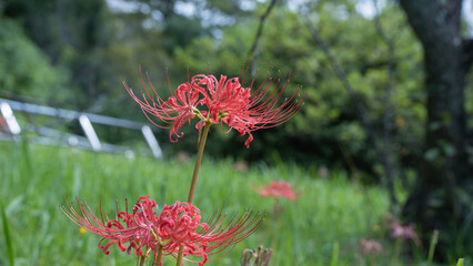 日本に咲く彼岸花｜red spider lily