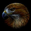 Red-tailed hawk. Color, graphic portrait of a hawk on a black background. Digital vector graphics.
