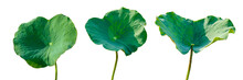 Lotus Leaf Isolate Collection Of On Transparent Background PNG File