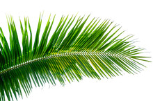 Coconut Leaves White Background