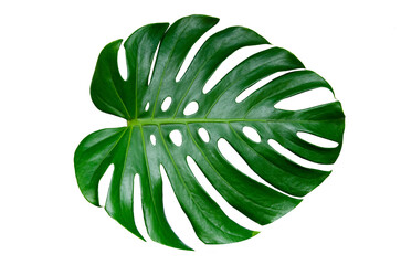 Wall Mural - Monstera leaves leaves with Isolate  Leaves on transparent background PNG file 