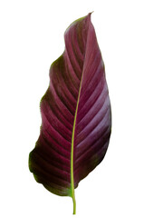 Wall Mural - leaves calathea ornata pin stripe isolate on transparent background png file