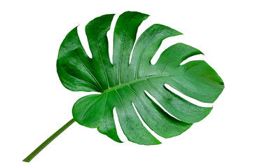 Wall Mural - monstera leaves leaves with isolate leaves on transparent background png file