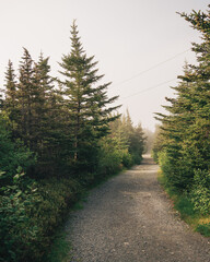 Canvas Print - Trail through pine trees on a foggy morning, Ferryland, Newfoundland and Labrador, Canada