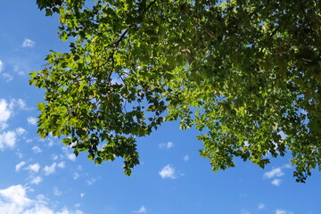 Wall Mural - Frondaison verte et ciel bleu. Feuillage d'arbre en contre plongée.