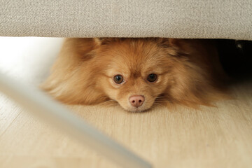 pomeranian hiding under an a sofa