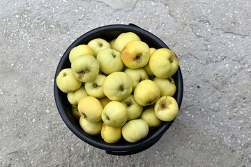 Wall Mural - Green ripe apples in a black bucket. Harvesting apples in autumn.