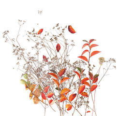 Wall Mural - autumn leaves and dry wild grasses or herbs isolated on white background. border of autumn plants.