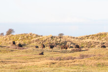 Wisents, Also Known As European Bison, The Largest Living Land Mammal In Europe, Graze In The Dunes Near The Dutch Coastal Town Of Zandvoort.