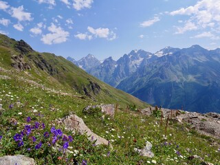 Wall Mural - Flower meadow in Great Caucasus mountains close to Mestia in Upper Svaneti, Georgia.