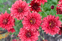 Large Red Chrysanthemum Flowers In Close-up. Beautiful Chrysanthemums In The Garden In Summer.