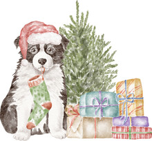 Border Collie Puppy With Christmas Tree