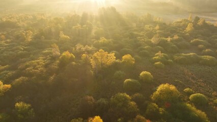 Poster - Sunny misty autumn morning over the forest - aerial shot	
