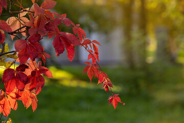 Wall Mural - Autumn background. Branches with red leaves on the background of the park