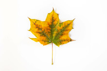 Autumn Leaf On A White Background. Yellow Leaf With Green Veins.