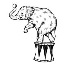 Circus Elephant Engraving PNG Illustration With Transparent Background