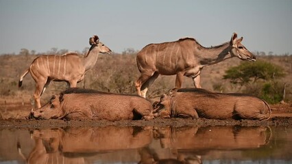 Canvas Print - Warthogs relaxing at a waterhole in the evening with nyala in the background