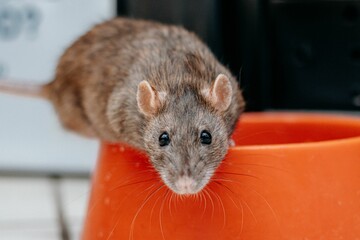 Wall Mural - Closeup shot of a gray-brownish rat sitting on an orange bowl