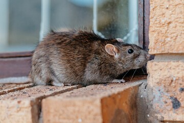 Canvas Print - Closeup shot of a gray-brownish rat