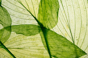 macro texture of autumnal dried leaves