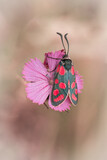 Motyl kraśnik rzęsinowiec na goździku