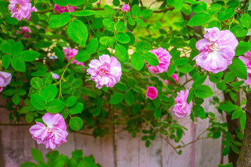 Lovely and romantic blooms of the Tea rose  in the garden