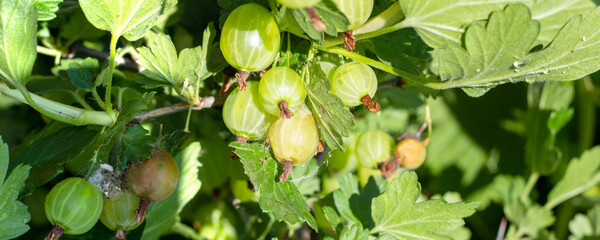 aphid webs on green gooseberries, rotten berries, Gooseberry aphid - a pest that damages all types of gooseberries. loss of berry crop.