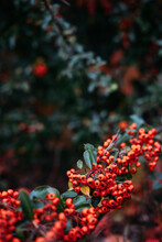 Autumn Fall Berries Vertical Background. Cotoneaster Horizontalis, Rockspray Cotoneaster Plant With Ripe Red Berries.
