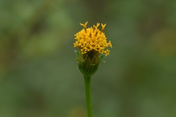 Insects flock to the nectar of Bidens pilosa flowers.