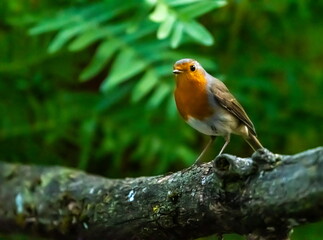 Single european robin redbreast, erithacus rubecula, on a branch