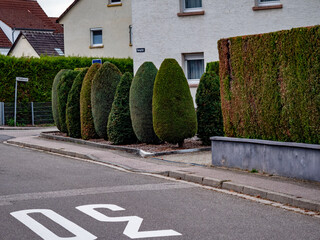 Canvas Print - Schäden an Thujahecke