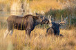 Bull moose with a young calf moose