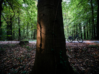 Sticker - Herbstanfang im Mischwald