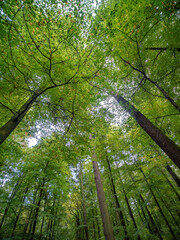 Sticker - Herbstanfang im Mischwald