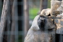 Sad Baboon In Cage