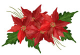 Fototapeta Kwiaty - Watercolor Red Poinsettia Floral Bouquet