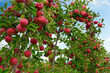 © eqroy - Fresh apples growing on trees at an apple orchard