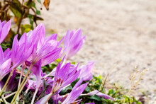 Cluster Of Colchicum Flowers Blooming On The Edge Of A Garden; Purple Autumn Crocus With Room For Text