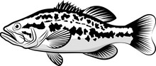 Bass Fish Line Drawing Style On White Background. Design Element For Icon Logo, Label, Emblem, Sign, And Brand Mark.Vector Illustration