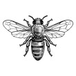 Honey Bee. Hand drawn illustration of a honey bee in a vintage etched style.
