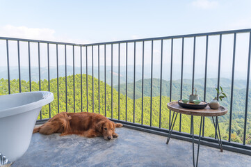 Wall Mural - Golden Retriever lying on balcony floor