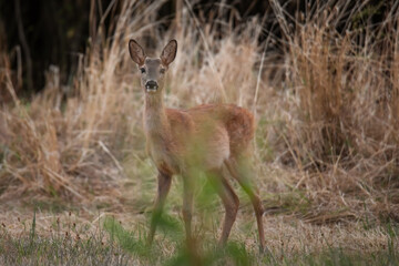 Wall Mural - young deer scenting the meadow