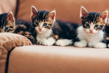 Sticker - Gorgeous tabby kittens on a couch, AI generated image