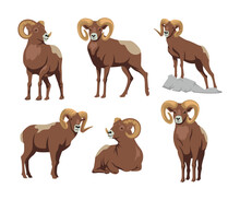 Brown Bighorn In Different Poses Cartoon Illustration Set. Ram, Sheep, Mascot With Big Horns Sitting And Standing Flat Vector Illustration Isolated On White Background. Animal, Aggression Concept